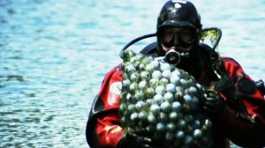 Diving for Golf Balls