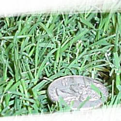 Bermuda Grass for Golf