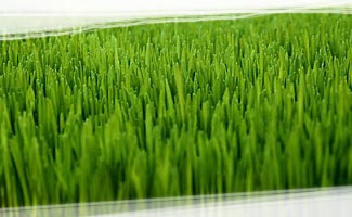 Ultra Dwarf Grass
